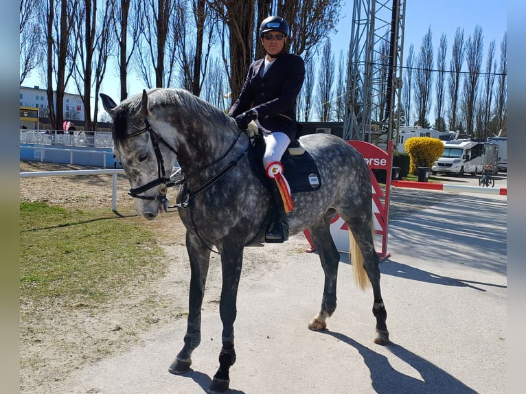 Irish Sport Horse Gelding 7 years 17 hh Grey in Tragwein