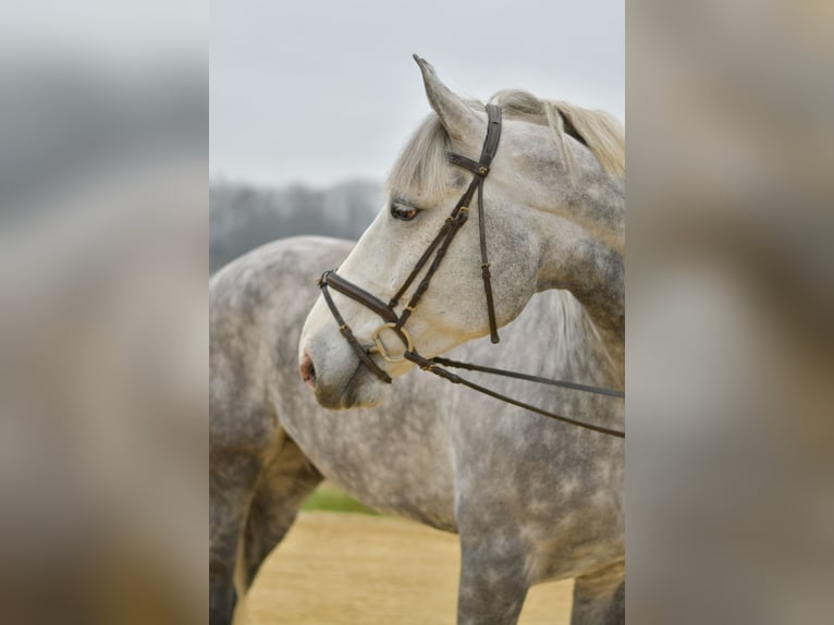 Irish Sport Horse Gelding 7 years 17,1 hh Grey-Dapple in Geilenkirchen
