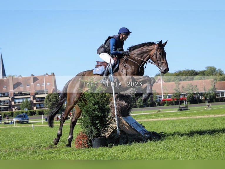 Irish Sport Horse Gelding 7 years 17,2 hh Smoky-Black in Boutersem