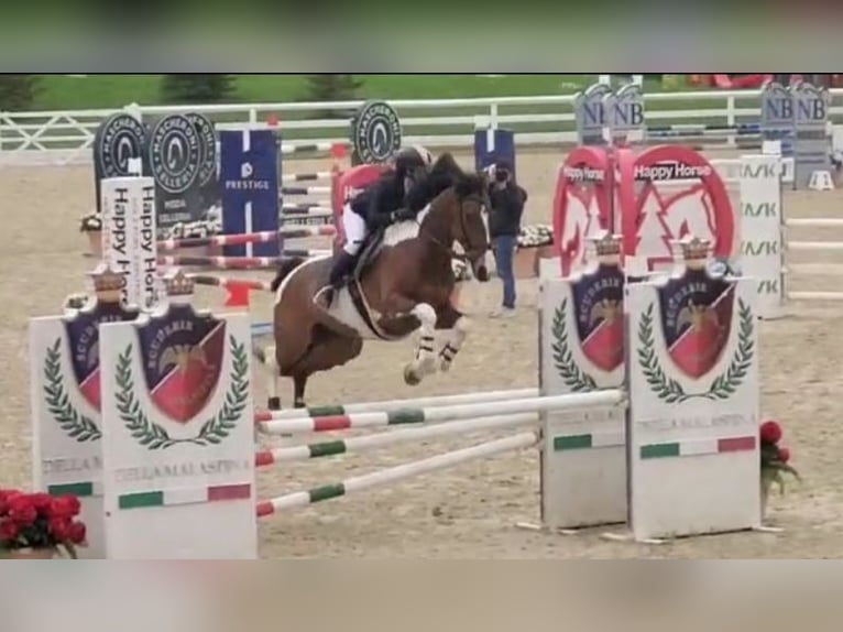 Irish Sport Horse Gelding 7 years in Buccinasco