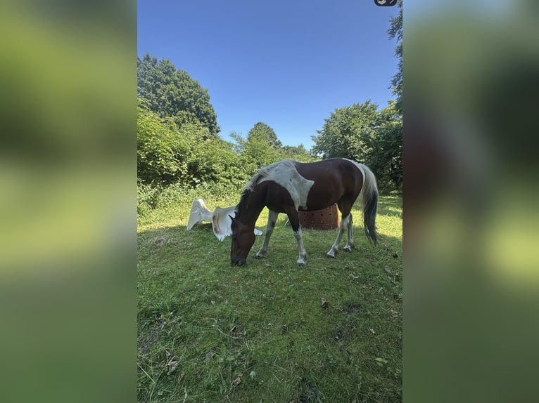 Irish Sport Horse Mix Gelding 8 years 14,2 hh Pinto in Hannover