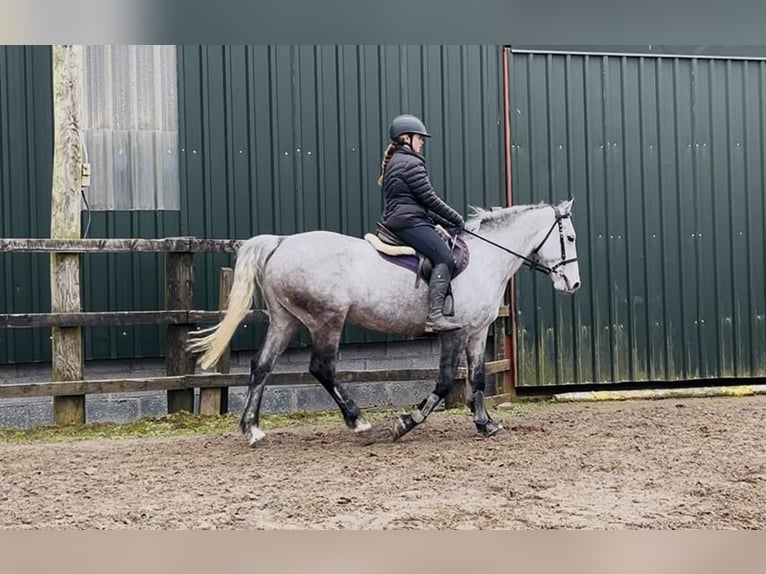 Irish Sport Horse Gelding 8 years 15.2 hh Grey in Sligo