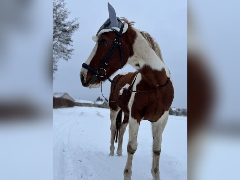 Irish Sport Horse Gelding 8 years 15.2 hh Pinto in Rückersdorf