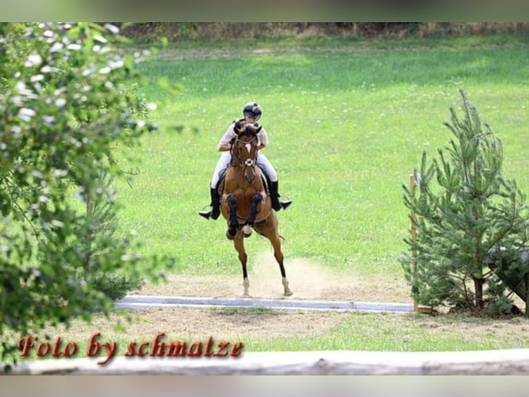 Irish Sport Horse Mix Gelding 8 years 15,2 hh Brown in Groß Särchen