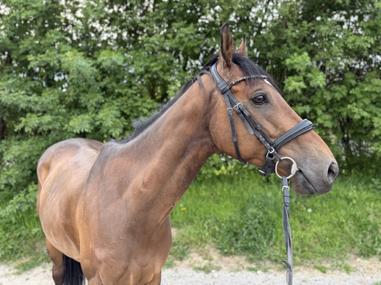 Irish Sport Horse Gelding 8 years 15,2 hh Brown in Grevenbroich