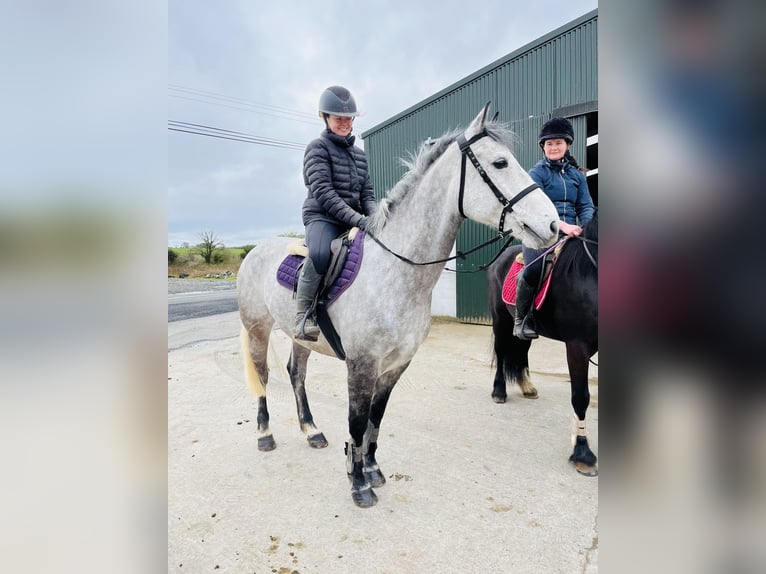 Irish Sport Horse Gelding 8 years 15,2 hh Grey in Sligo