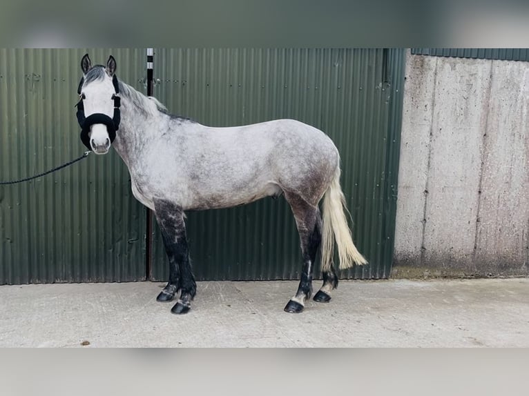 Irish Sport Horse Gelding 8 years 15,2 hh Grey in Sligo