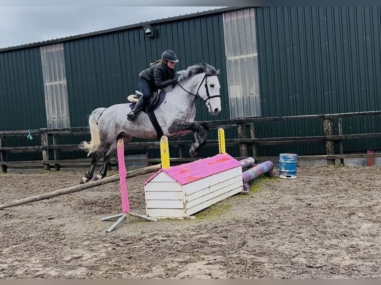 Irish Sport Horse Gelding 8 years 15,2 hh Grey in Sligo