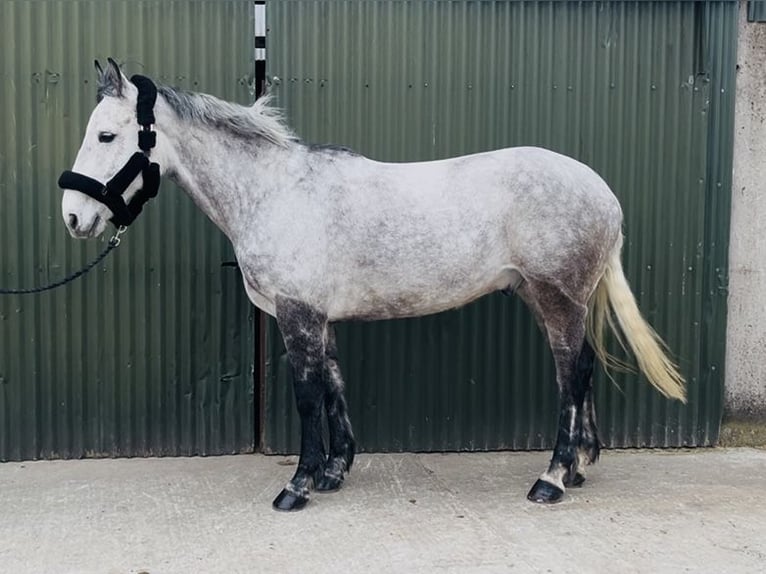 Irish Sport Horse Gelding 8 years 15,2 hh Grey in Sligo