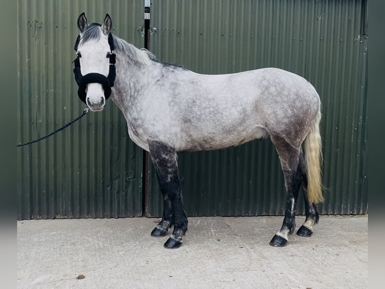 Irish Sport Horse Gelding 8 years 15,2 hh Grey in Sligo