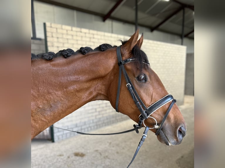 Irish Sport Horse Gelding 8 years 16,1 hh Brown in Oud Gastel