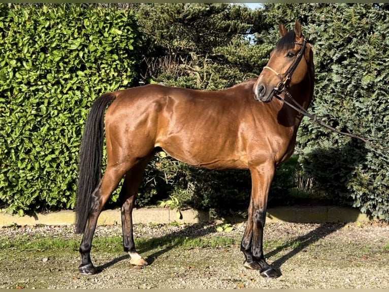 Irish Sport Horse Gelding 8 years 16,1 hh Brown in Oud Gastel