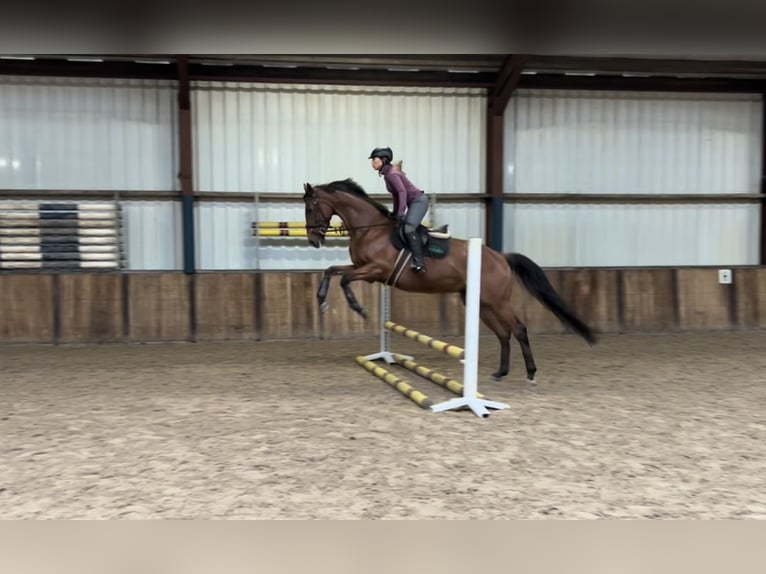 Irish Sport Horse Gelding 8 years 16,1 hh Brown in Oud Gastel