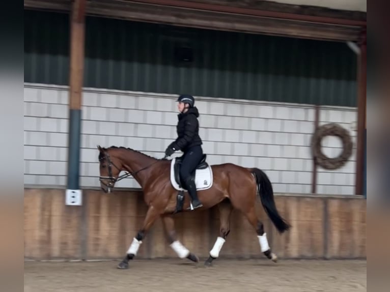 Irish Sport Horse Gelding 8 years 16,1 hh Brown in Oud Gastel