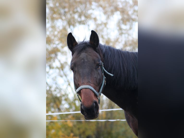 Irish Sport Horse Gelding 8 years 16.1 hh Brown in Springe