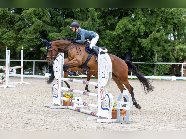 Irish Sport Horse Gelding 8 years 16.2 hh Brown in Ceske Budejovice