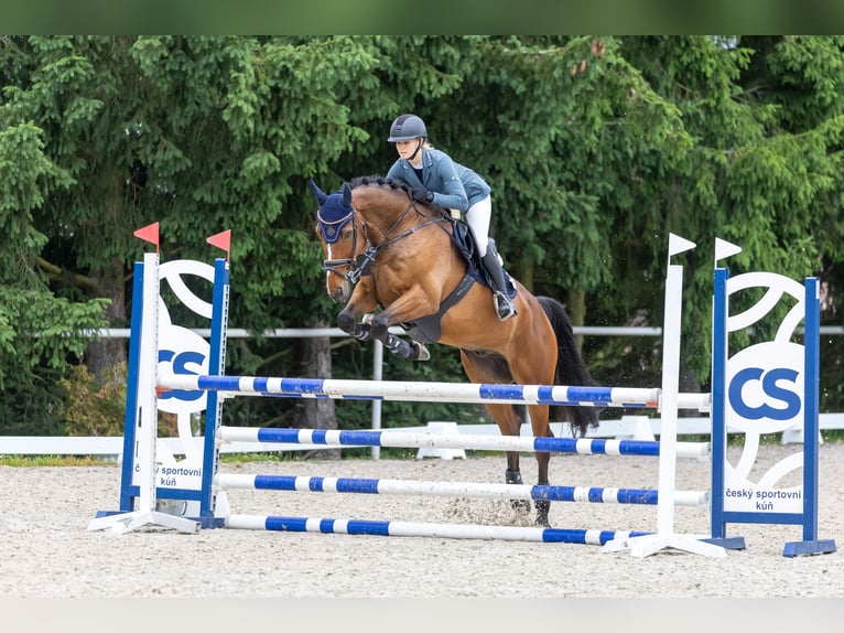 Irish Sport Horse Gelding 8 years 16.2 hh Brown in Ceske Budejovice
