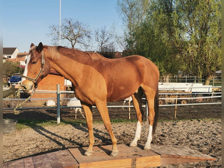 Irish Sport Horse Gelding 8 years 16.3 hh Chestnut-Red in Oberhausen-Rheinhausen