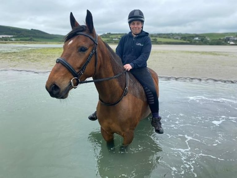 Irish Sport Horse Gelding 8 years 16 hh Bay in Kinsale, Co. Cork