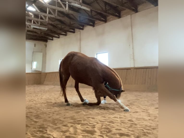 Irish Sport Horse Gelding 8 years 16 hh Chestnut-Red in Rohr