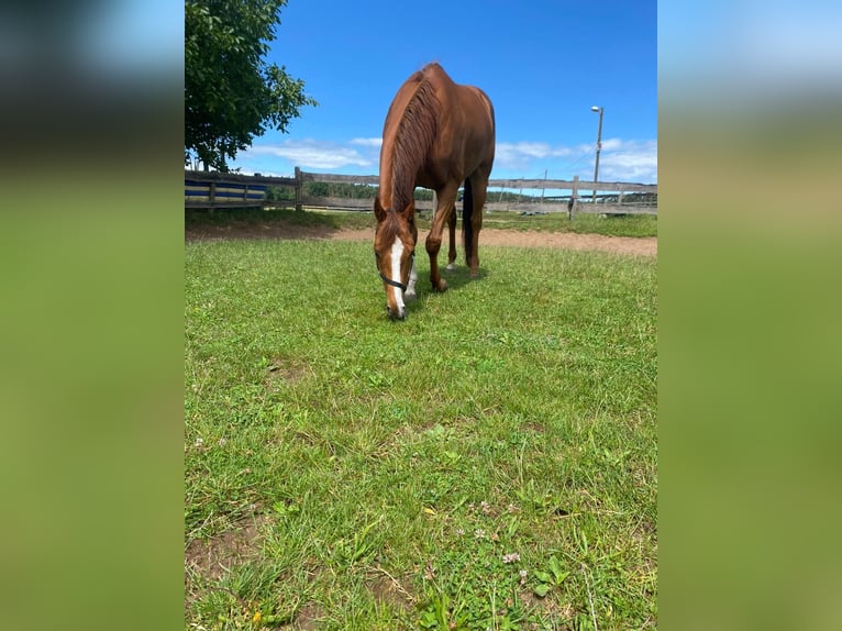 Irish Sport Horse Gelding 8 years 16 hh Chestnut-Red in Rohr