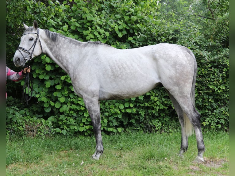 Irish Sport Horse Gelding 8 years 16,1 hh Gray-Dapple in Wachtendonk