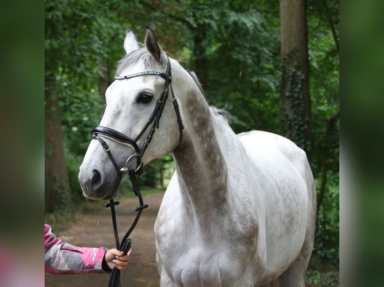 Irish Sport Horse Gelding 8 years 16,1 hh Gray-Dapple in Wachtendonk