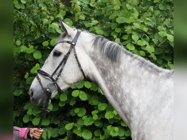 Irish Sport Horse Gelding 8 years 16,1 hh Gray-Dapple in Wachtendonk