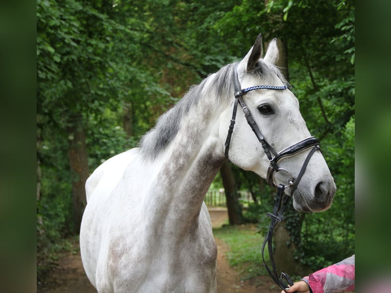 Irish Sport Horse Gelding 8 years 16,1 hh Gray-Dapple in Wachtendonk