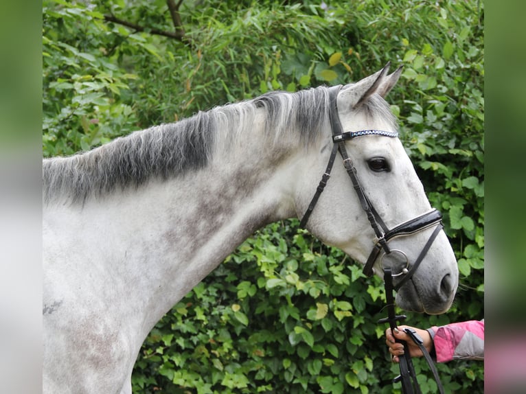 Irish Sport Horse Gelding 8 years 16,1 hh Gray-Dapple in Wachtendonk