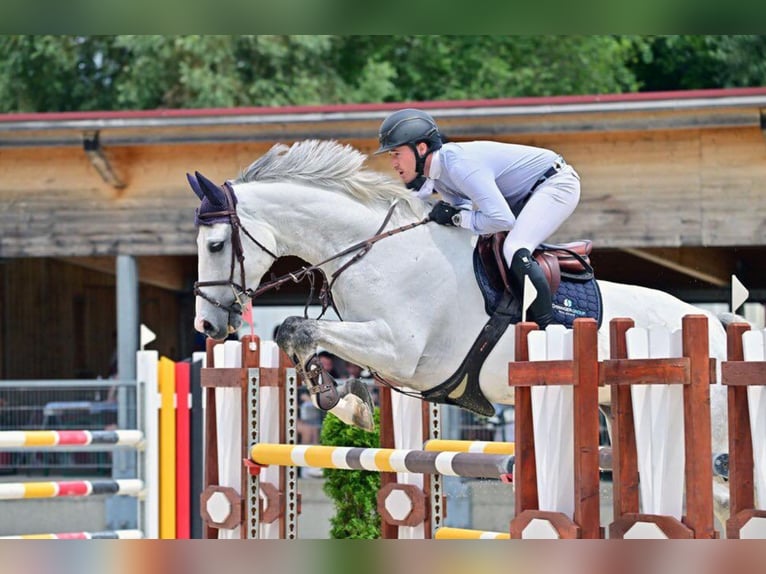 Irish Sport Horse Gelding 8 years 16,1 hh Grey in Fraunberg