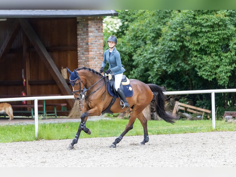 Irish Sport Horse Gelding 8 years 16,2 hh Brown in Ceske Budejovice