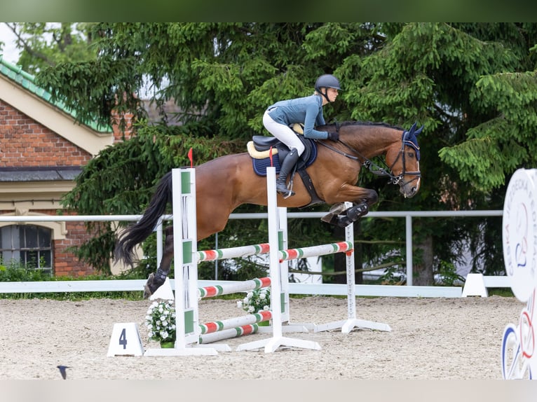 Irish Sport Horse Gelding 8 years 16,2 hh Brown in Ceske Budejovice
