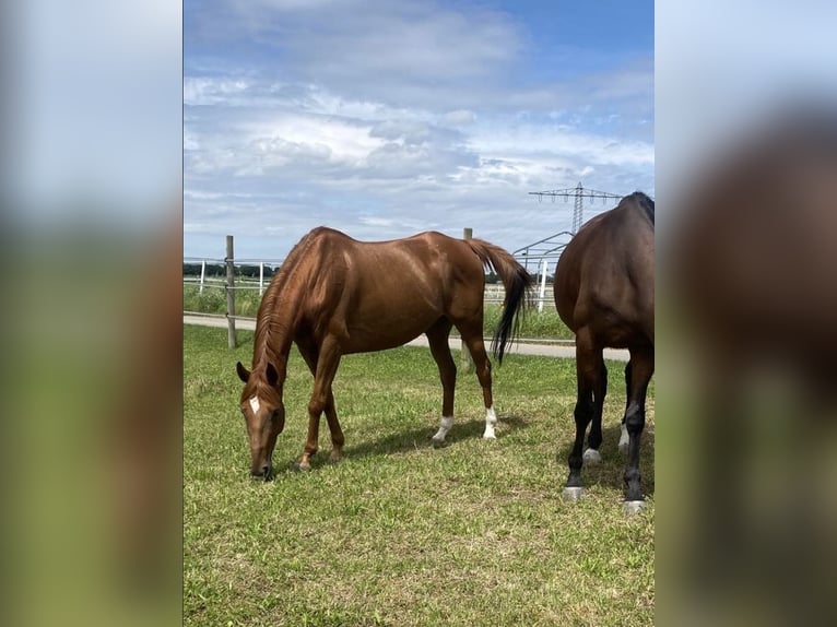 Irish Sport Horse Gelding 8 years 16,2 hh Chestnut-Red in Sandhausen
