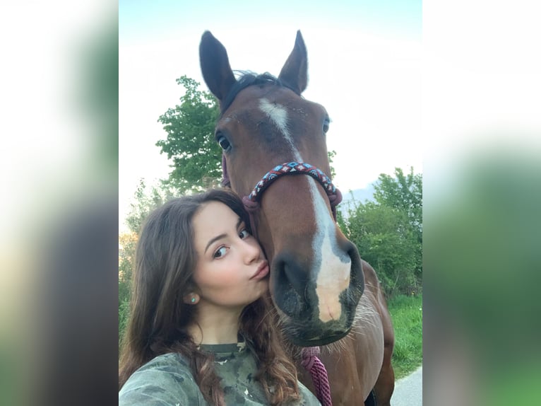 Irish Sport Horse Gelding 8 years 16,3 hh Bay-Dark in Oltingen