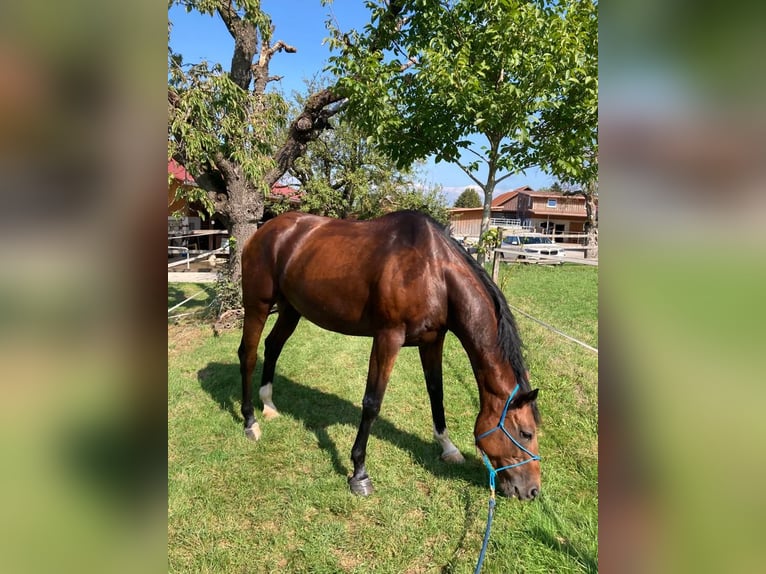 Irish Sport Horse Gelding 8 years 16,3 hh Bay-Dark in Oltingen