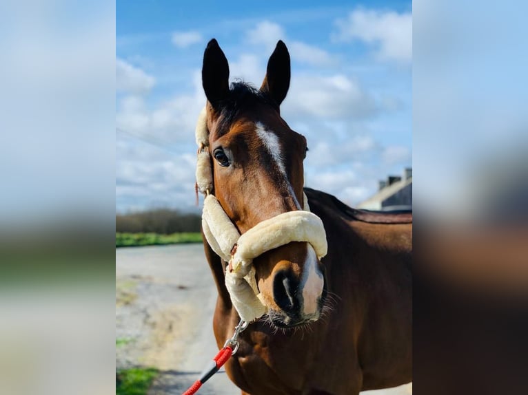 Irish Sport Horse Gelding 8 years 16,3 hh Bay-Dark in Oltingen