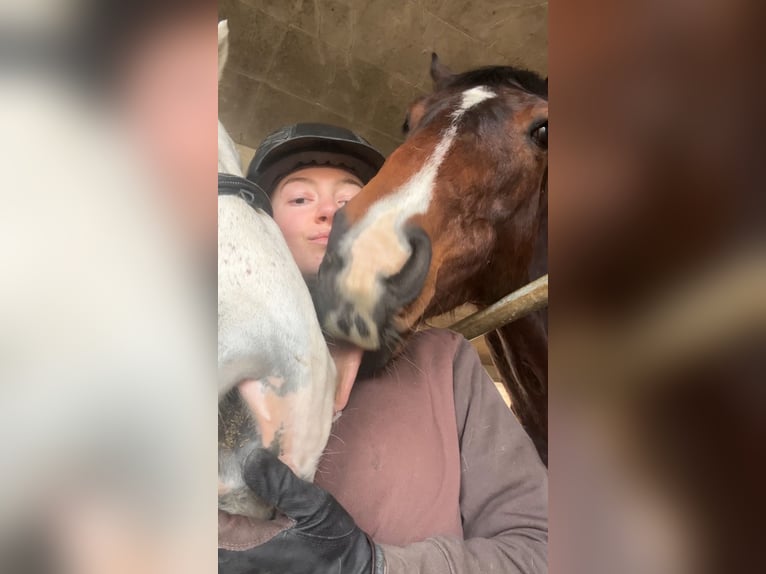 Irish Sport Horse Gelding 8 years 16,3 hh Bay-Dark in Oltingen