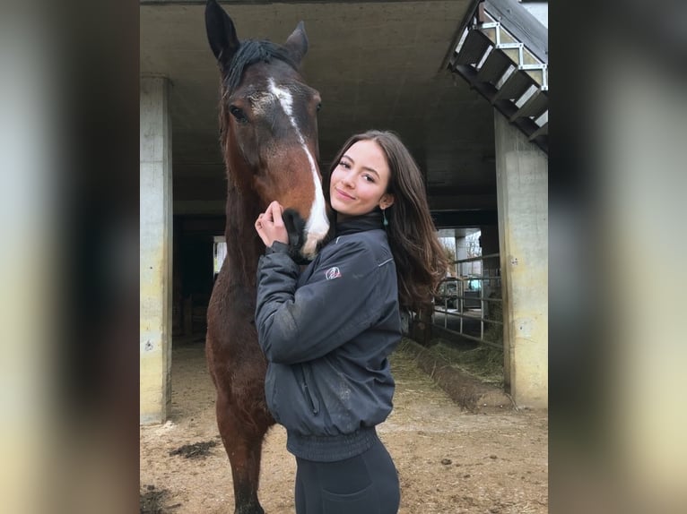 Irish Sport Horse Gelding 8 years 16,3 hh Bay-Dark in Oltingen