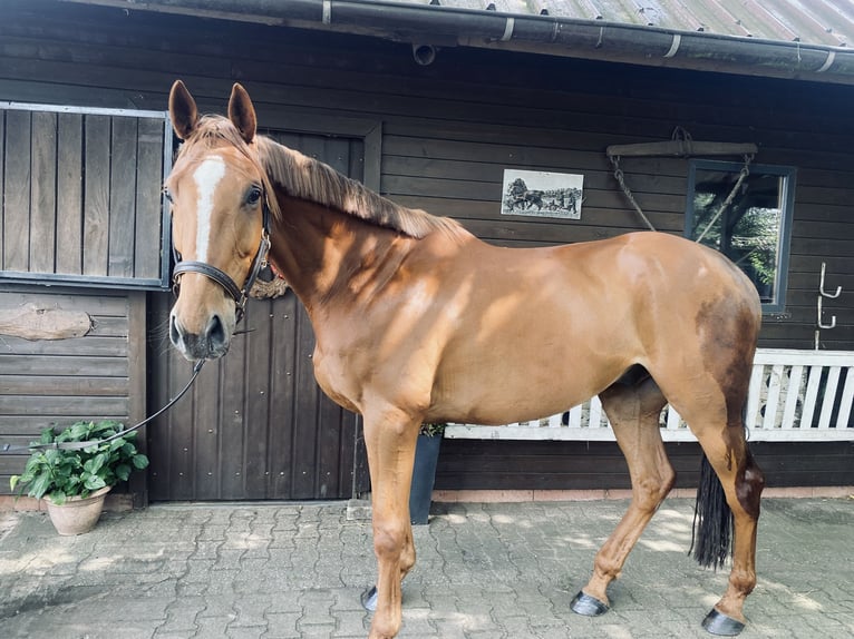 Irish Sport Horse Gelding 8 years 17 hh Chestnut-Red in Haren