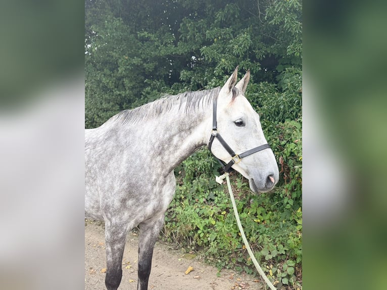 Irish Sport Horse Gelding 8 years 17 hh Grey in MONAGHAN