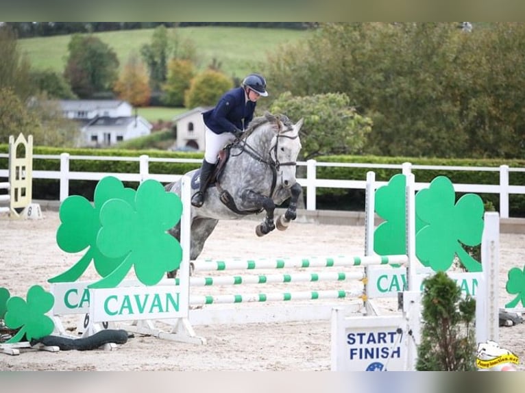 Irish Sport Horse Gelding 8 years 17 hh Grey in MONAGHAN