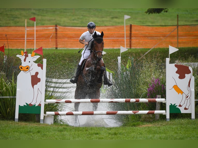 Irish Sport Horse Gelding 8 years 17,1 hh Brown in Bronschhofen