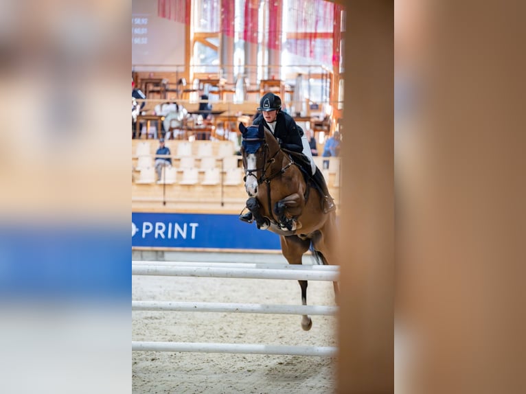 Irish Sport Horse Gelding 8 years Bay in Alytus