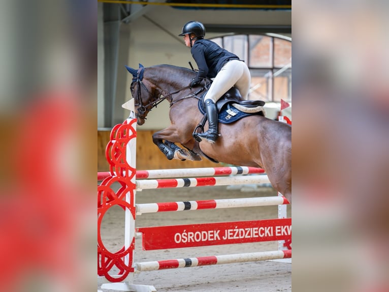 Irish Sport Horse Gelding 8 years Bay in Alytus