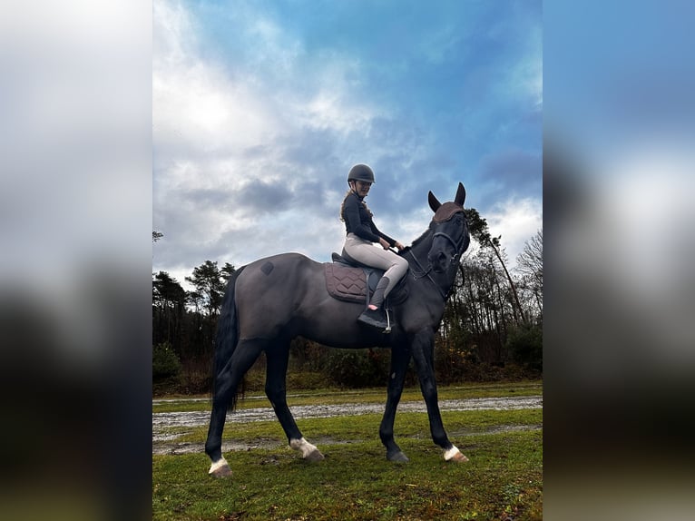 Irish Sport Horse Gelding 9 years 15,1 hh Black in Zutendaal