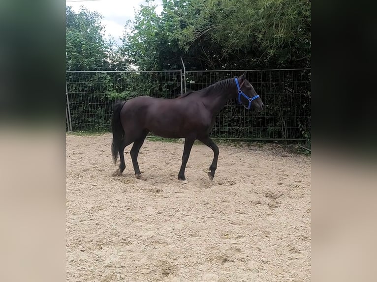 Irish Sport Horse Gelding 9 years 15,2 hh Black in Lage