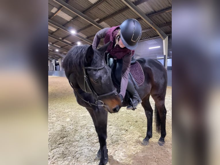 Irish Sport Horse Mix Gelding 9 years 15.3 hh Brown in Enschede