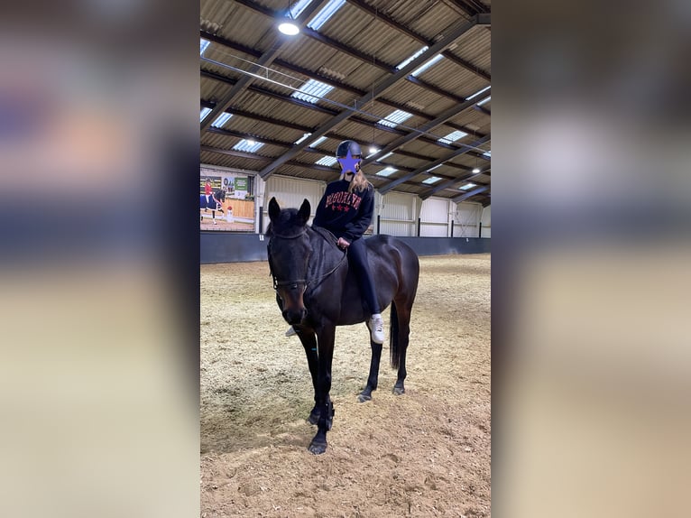 Irish Sport Horse Mix Gelding 9 years 15.3 hh Brown in Enschede