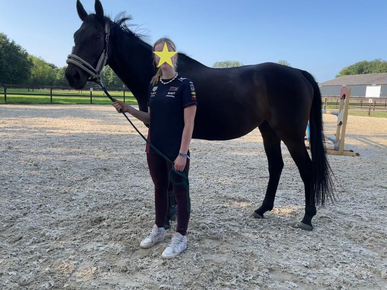 Irish Sport Horse Mix Gelding 9 years 15.3 hh Brown in Enschede